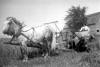 Reinhold Farm Grain Binding with horses