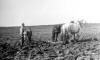 Reinhold Farm - Plowing with Horses